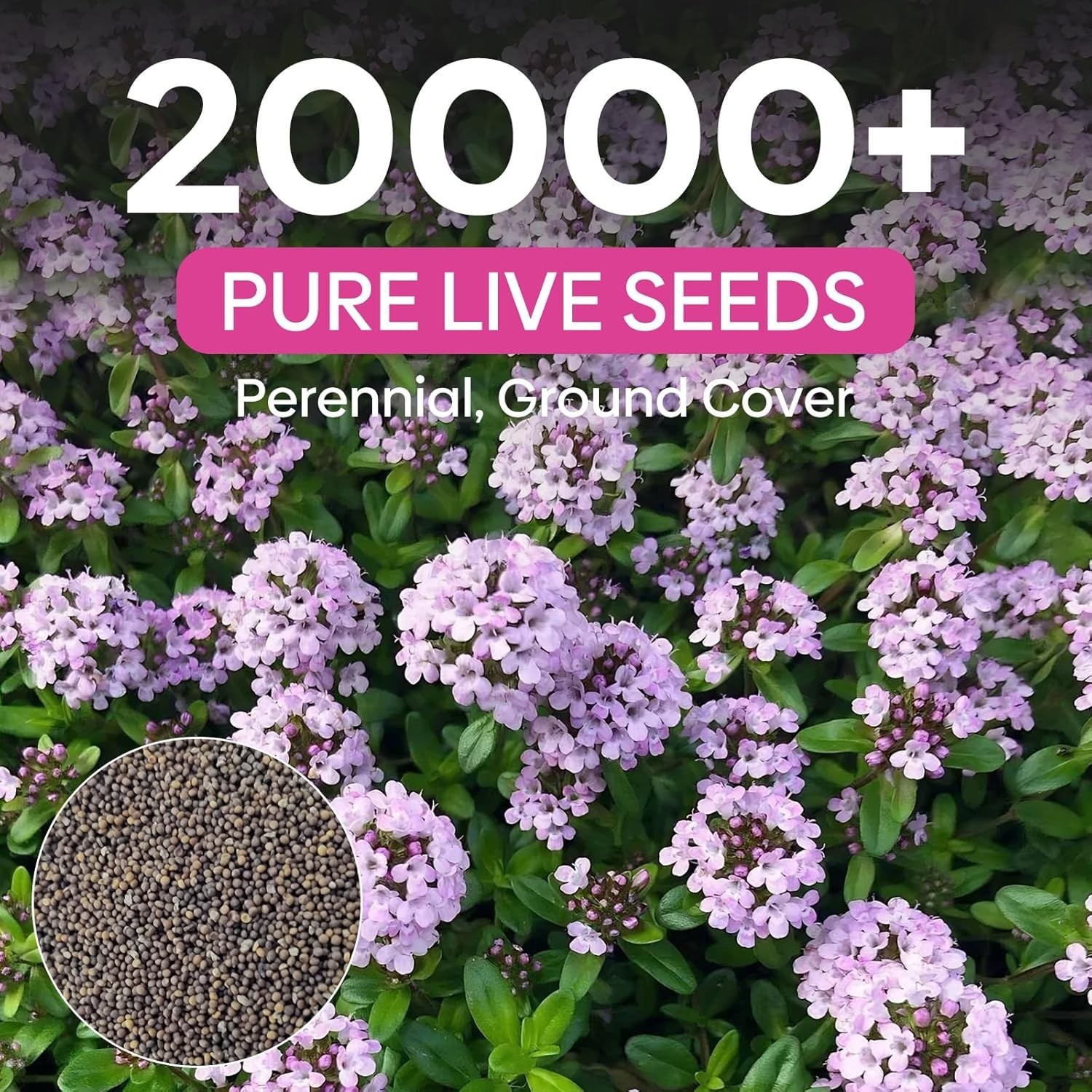 Attract Pollinators with 20000+ Creeping Thyme Seeds – Low Maintenance Option