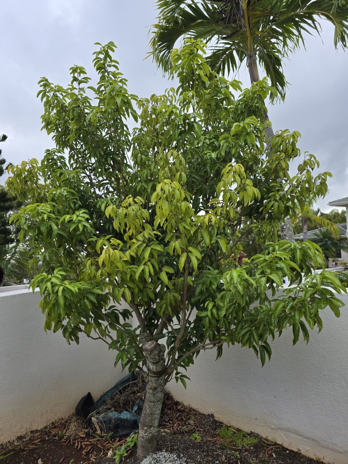 KAIMANA LYCHEE TREE 2 UNROOTED FRESH 8″ CUTTINGS for GRAFTING & AIR LAYERING