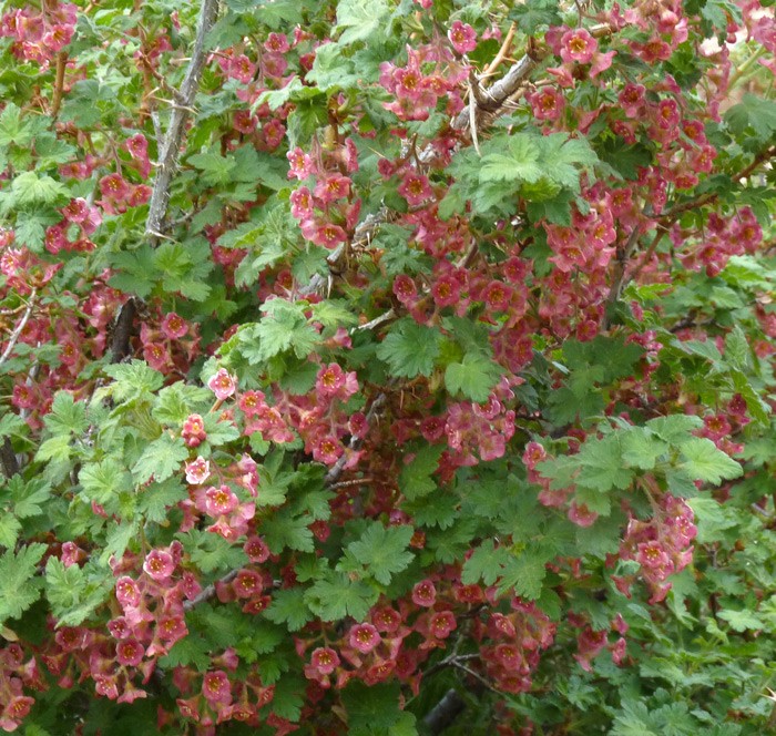 Ribes Montigenum aka Mountain Gooseberry 5 Seeds. Free Shipping!