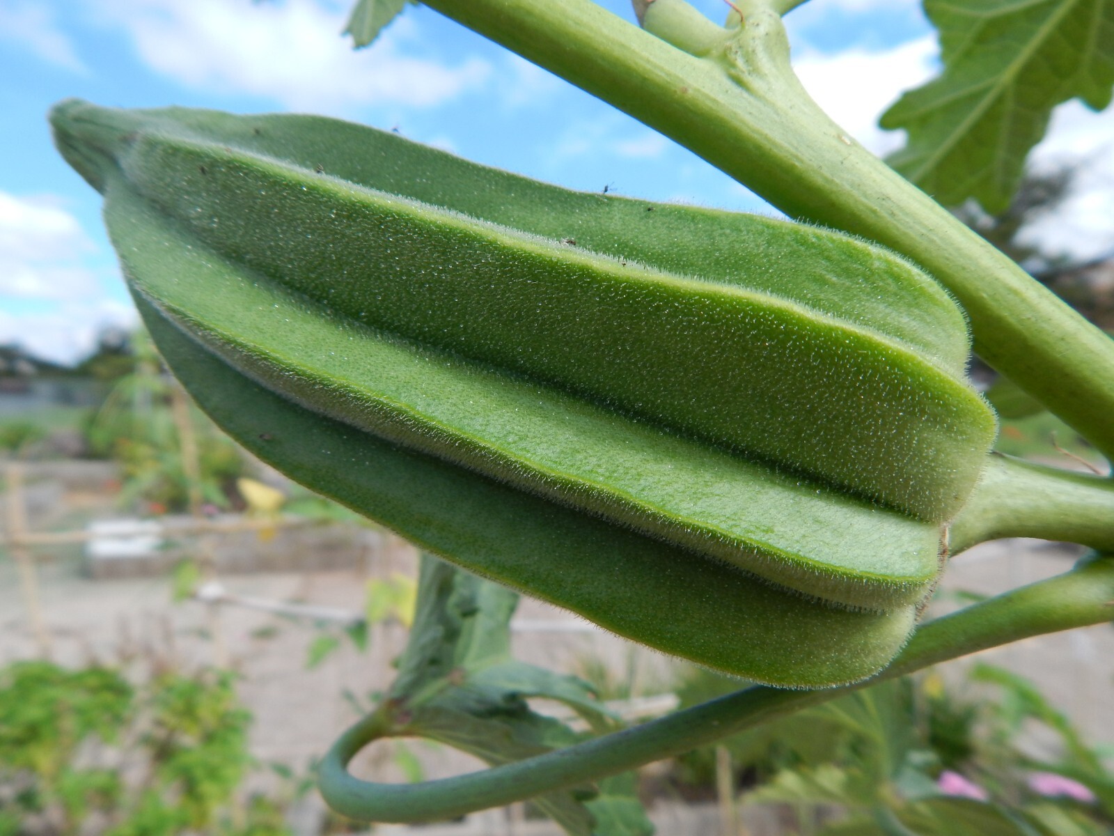 “BIG OKRA” – 25 Fresh Seeds “The Star of David” aka Old Fashioned Okra Heirloom