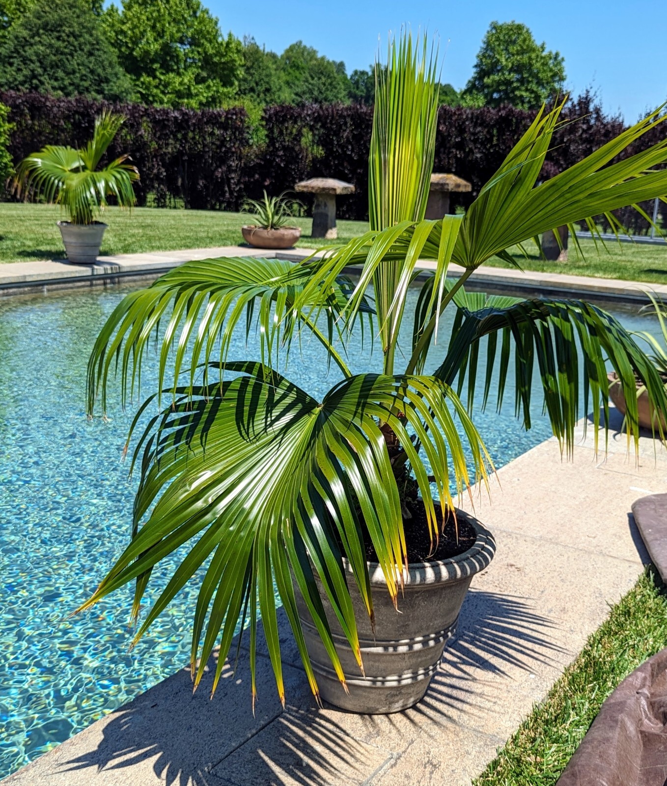 CALIFORNIA DESERT FAN PALM TREE SEEDS (Washingtonia Filifera) Cold Hardy-Zone 8