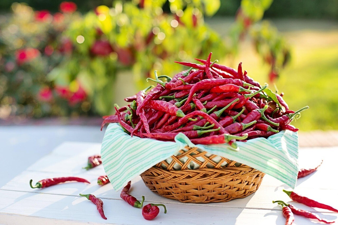 Thai Pepper Prolific Thai Chile Bird’s Eye Hot Pepper 50 Non GMO Seeds