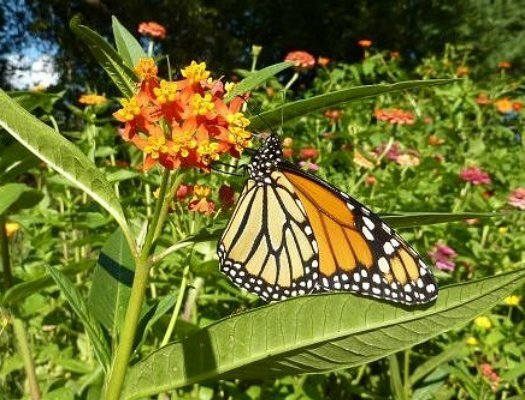 Milkweed Seed Mix 5 species Asclepias common purple orange swamp tropical
