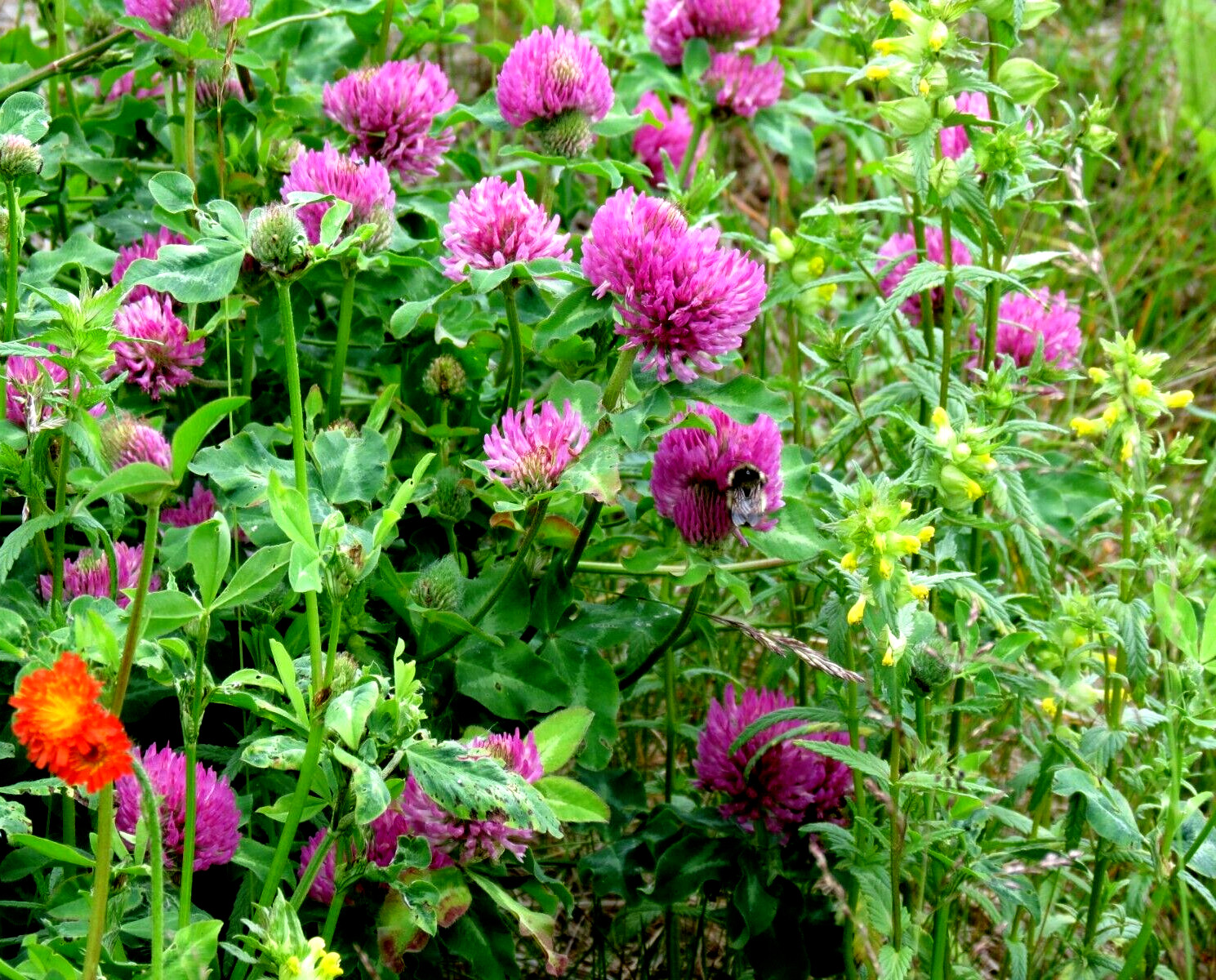 Alaska Wildflower Flower Seed Mix – 5000+ Seeds – Special Mix From Denali Area