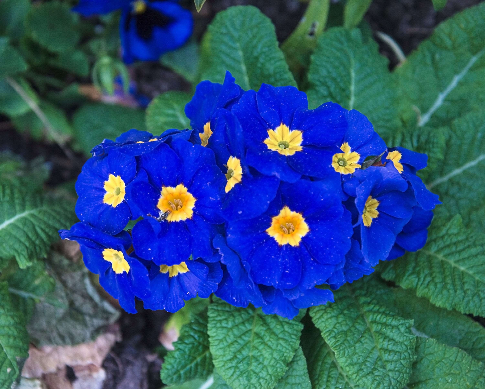 15 Accord BLUE ENGLISH PRIMROSE Primula Vulgaris Shade Houseplant Flower Seeds