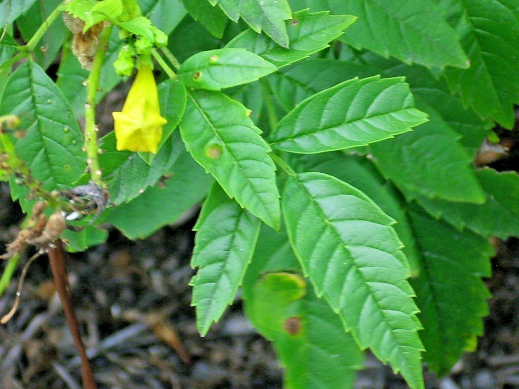 20 YELLOW BELLS SEEDS ( ESPERANZA ) – Tecoma stans