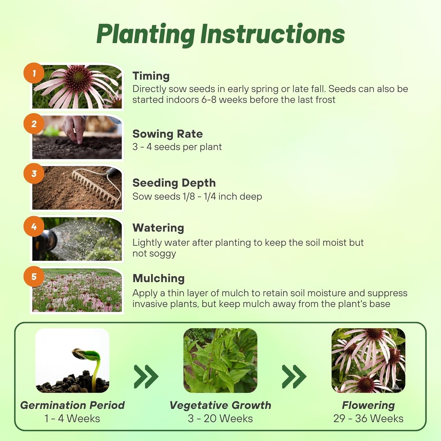 1000 Seeds Echinacea Pallida Drought Tolerant Pale Purple Coneflower Flower