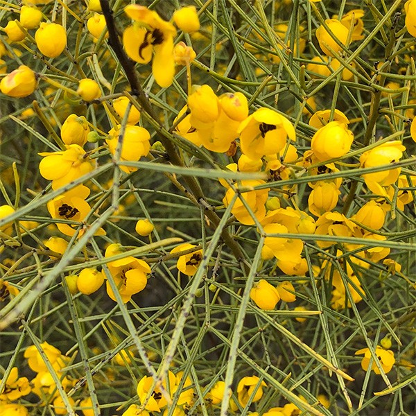Cassia artemisioides seeds 10 Seeds Free Shipping!