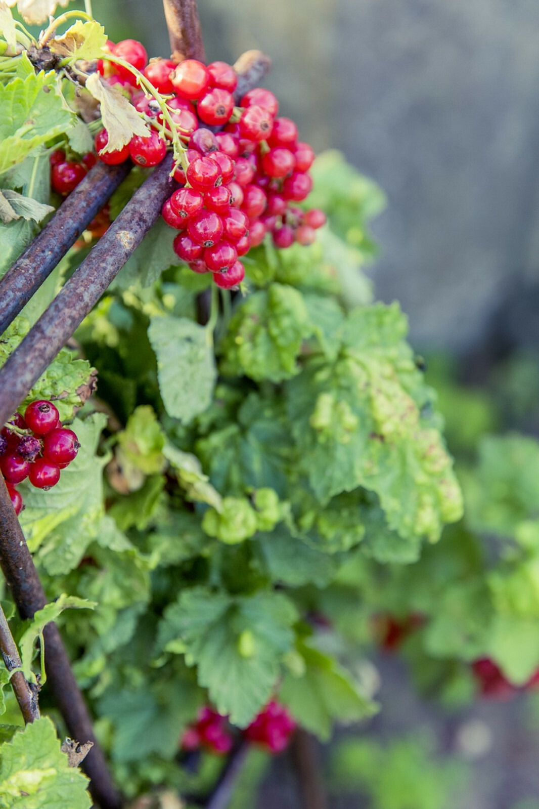 Red Wax Currant (Ribes Cereum) 60+ see Edible Heirloom Fruit Flower Bush