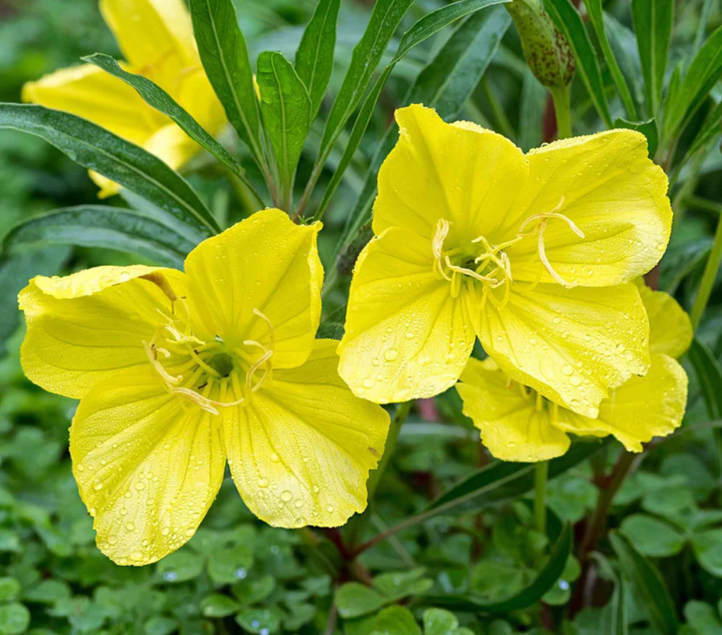 30 Missouri Primrose Seeds – Dwarf Yellow Perennial Wildflower for Rock Garden