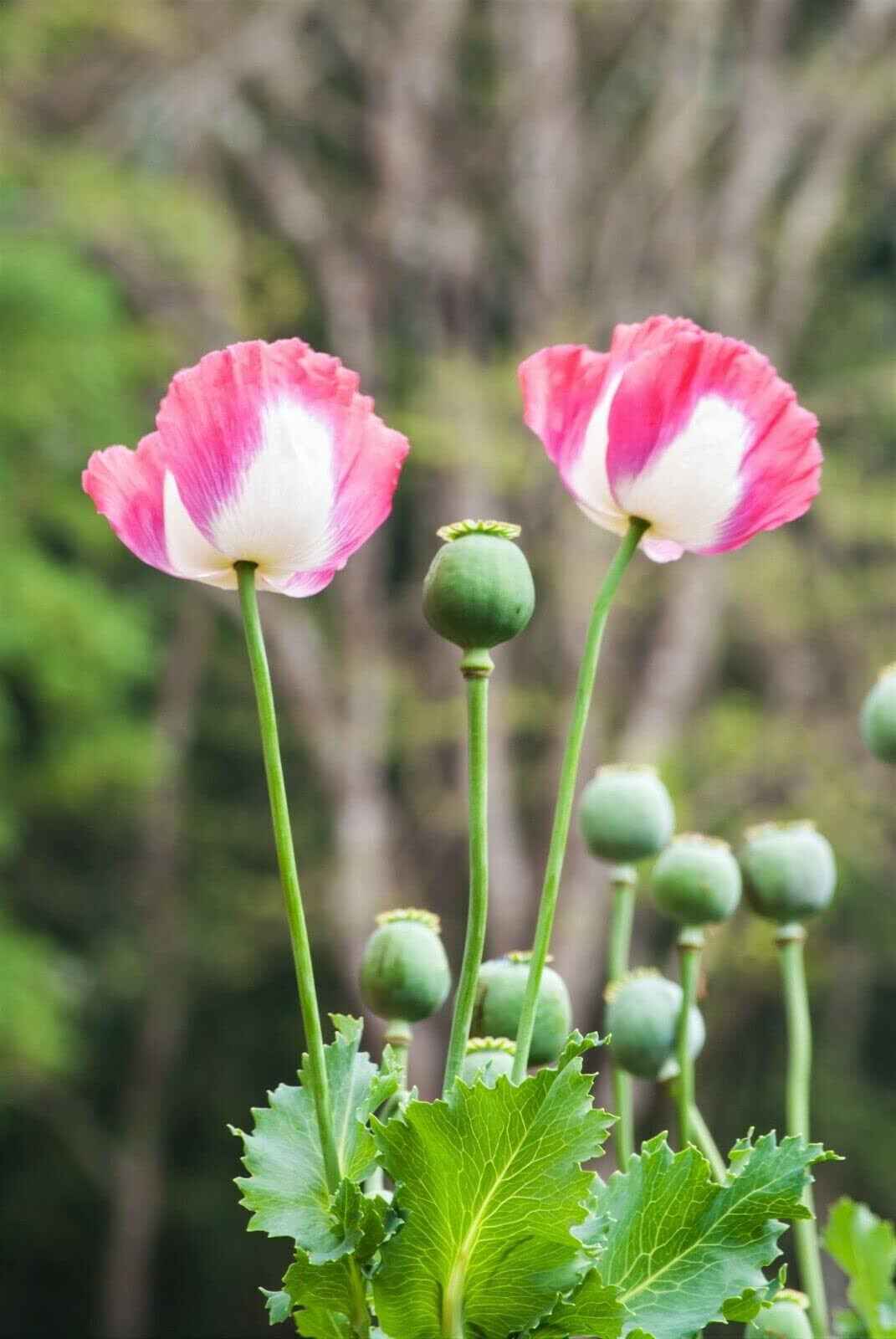1,000 Amphora Poppy Seeds –P. Somniferum – Stunning Frilly White and Pink Petals