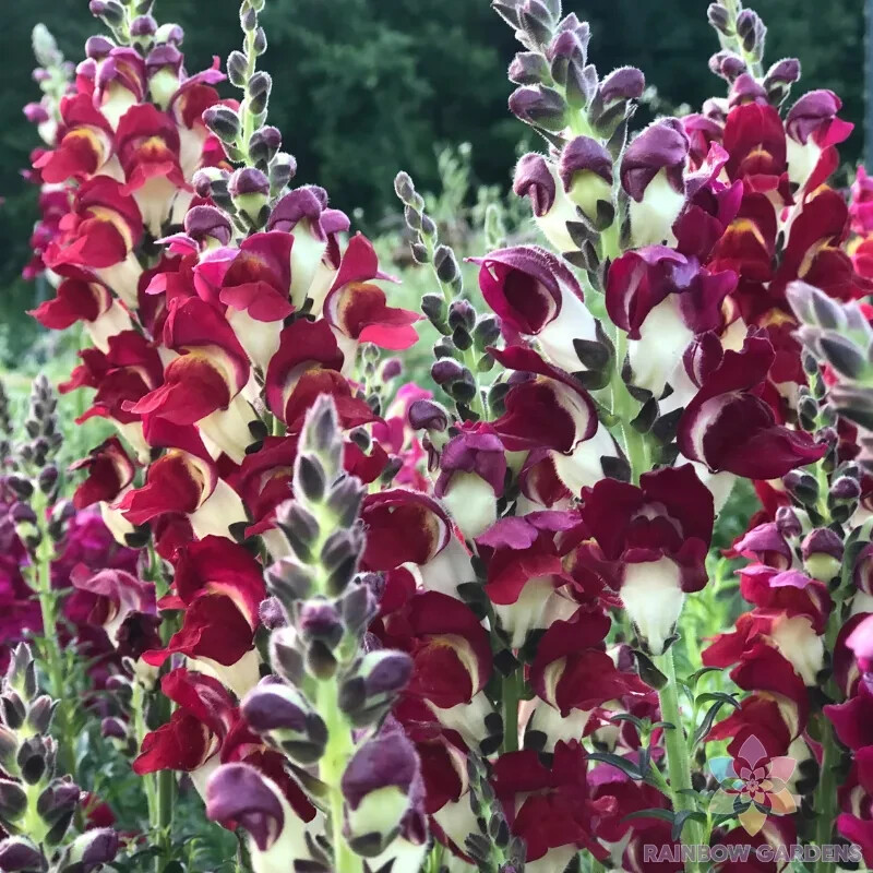1000+ Snappy Night And Day Snapdragon Seeds for Garden – USA – FREE SHIPPING!