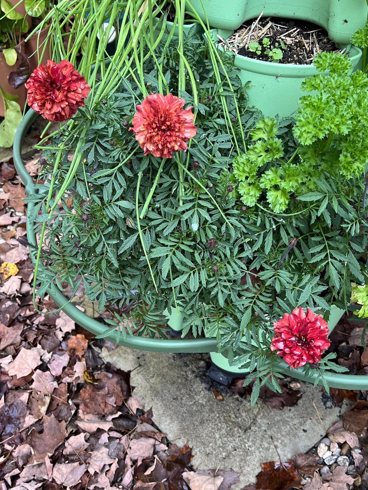 Strawberry Blonde Marigold – 15 seeds