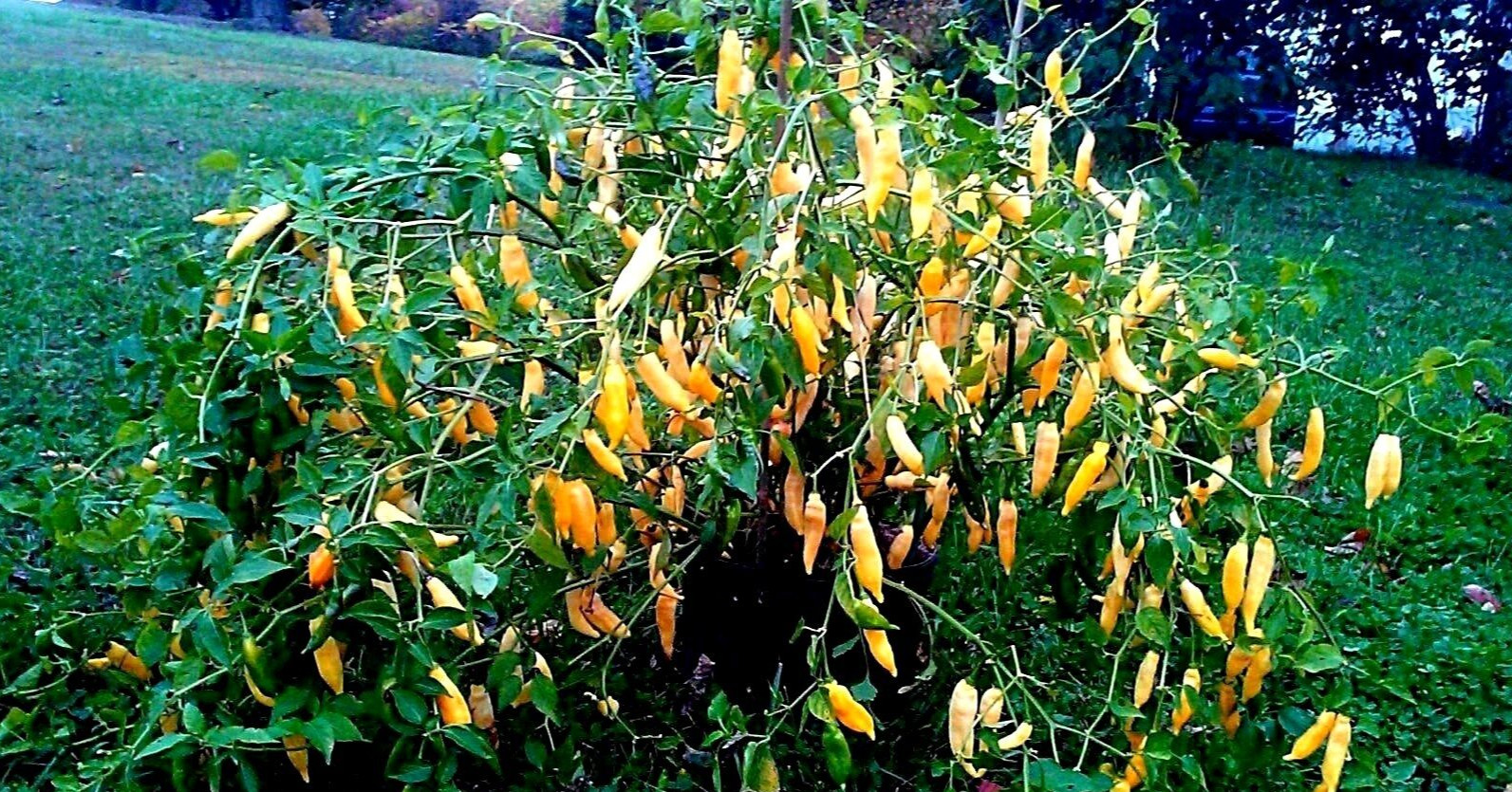 Hot Lemon Pepper! Fresh Seeds! LOADS OF PEPPERS IN JUST 70-80 DAYS! COMB.S/H