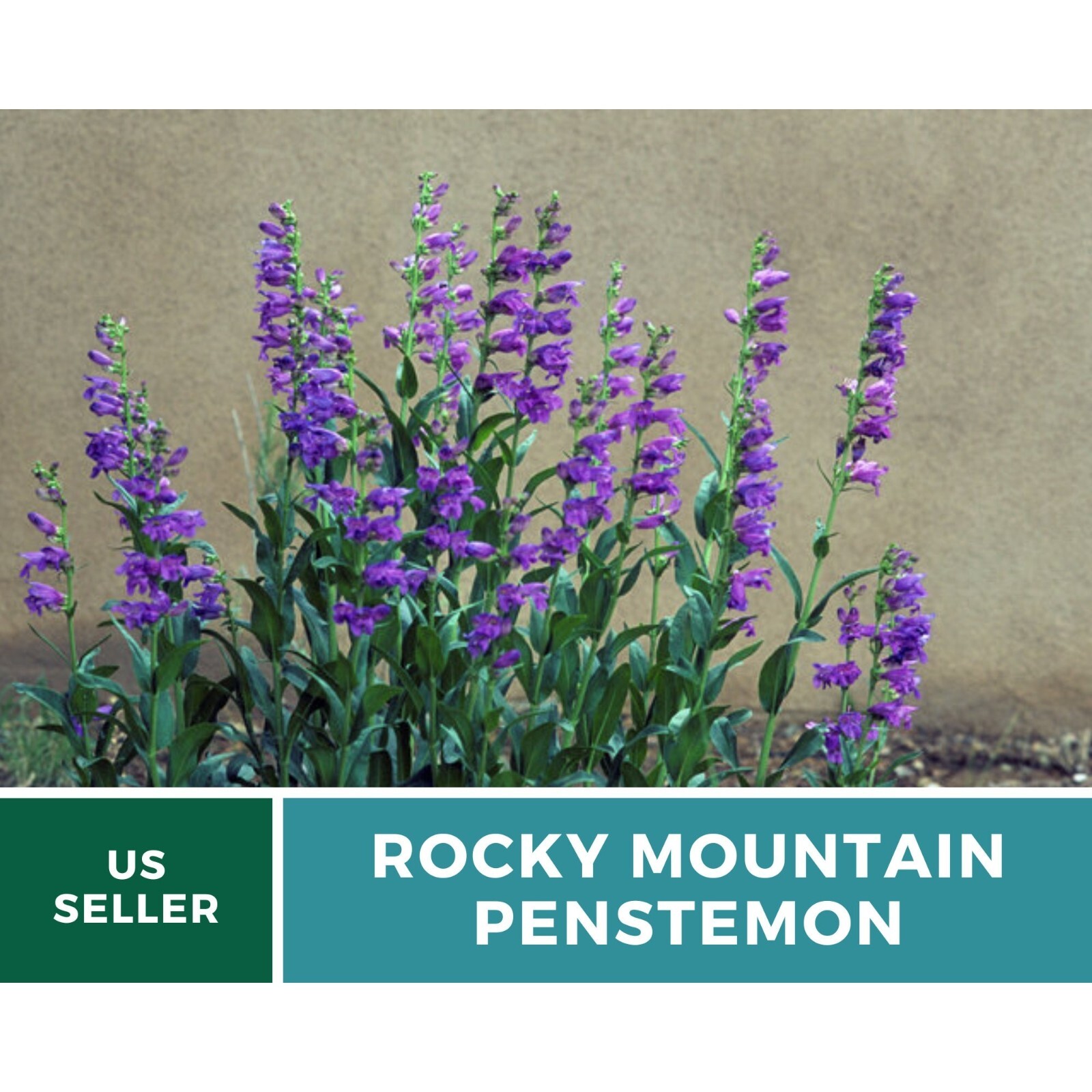 Penstemon, Rocky Mountain – 100 seeds – Heirloom Flower – Attracts Pollinators (
