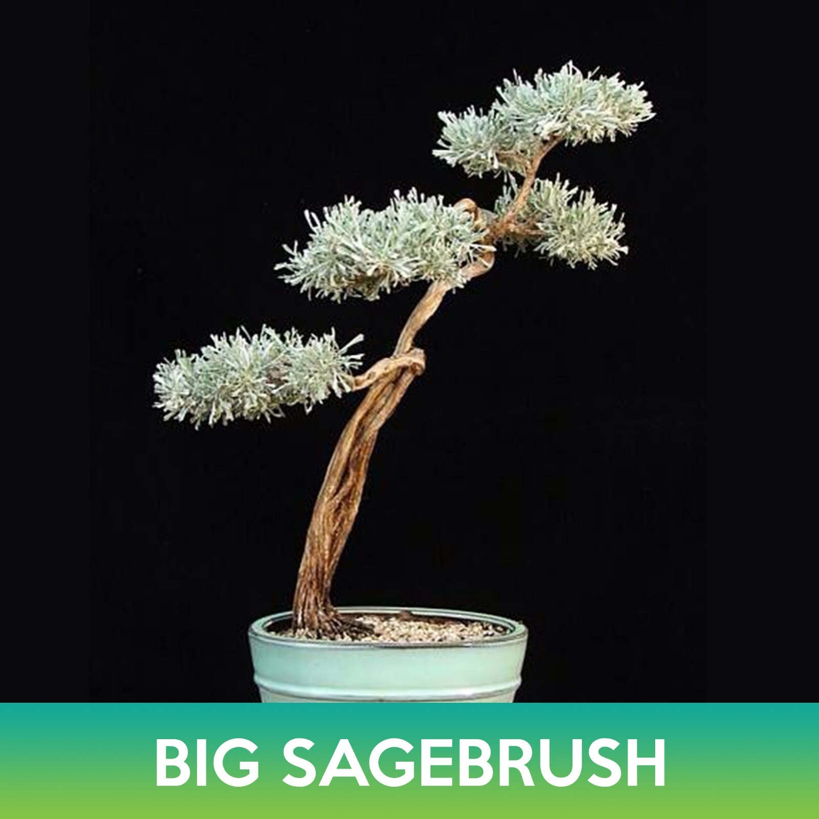 Big Sagebrush Seeds