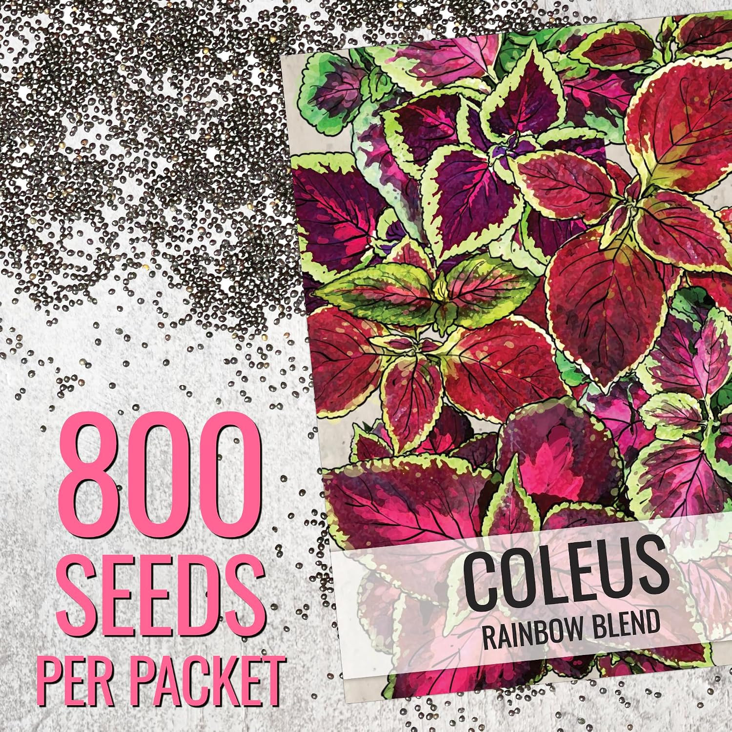 Coleus Seeds for Planting Rainbow Mix Painted Nettle 1 Pack