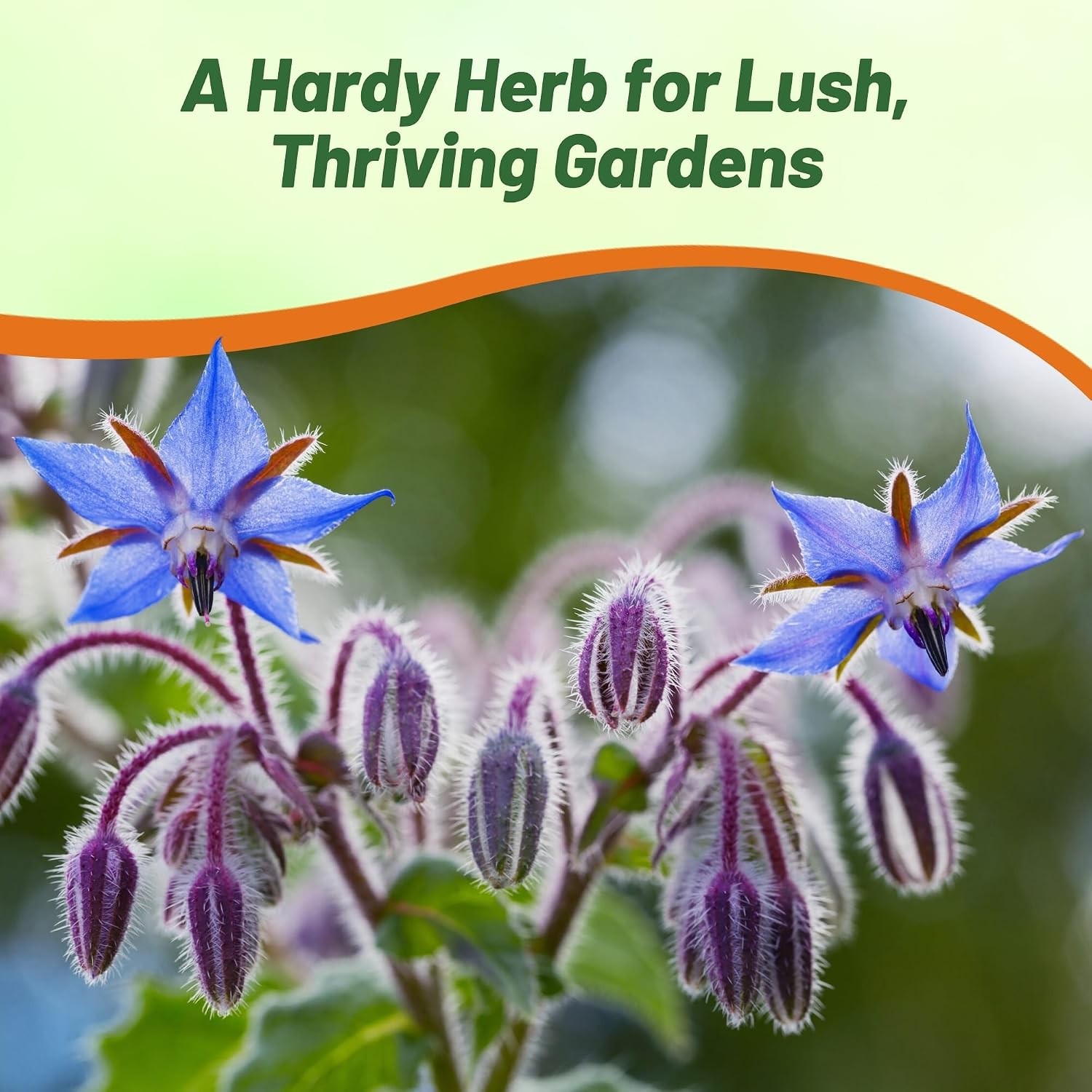 Blue Borage Seeds for Planting – 1 lb Annual Drought-Tolerant Herb with