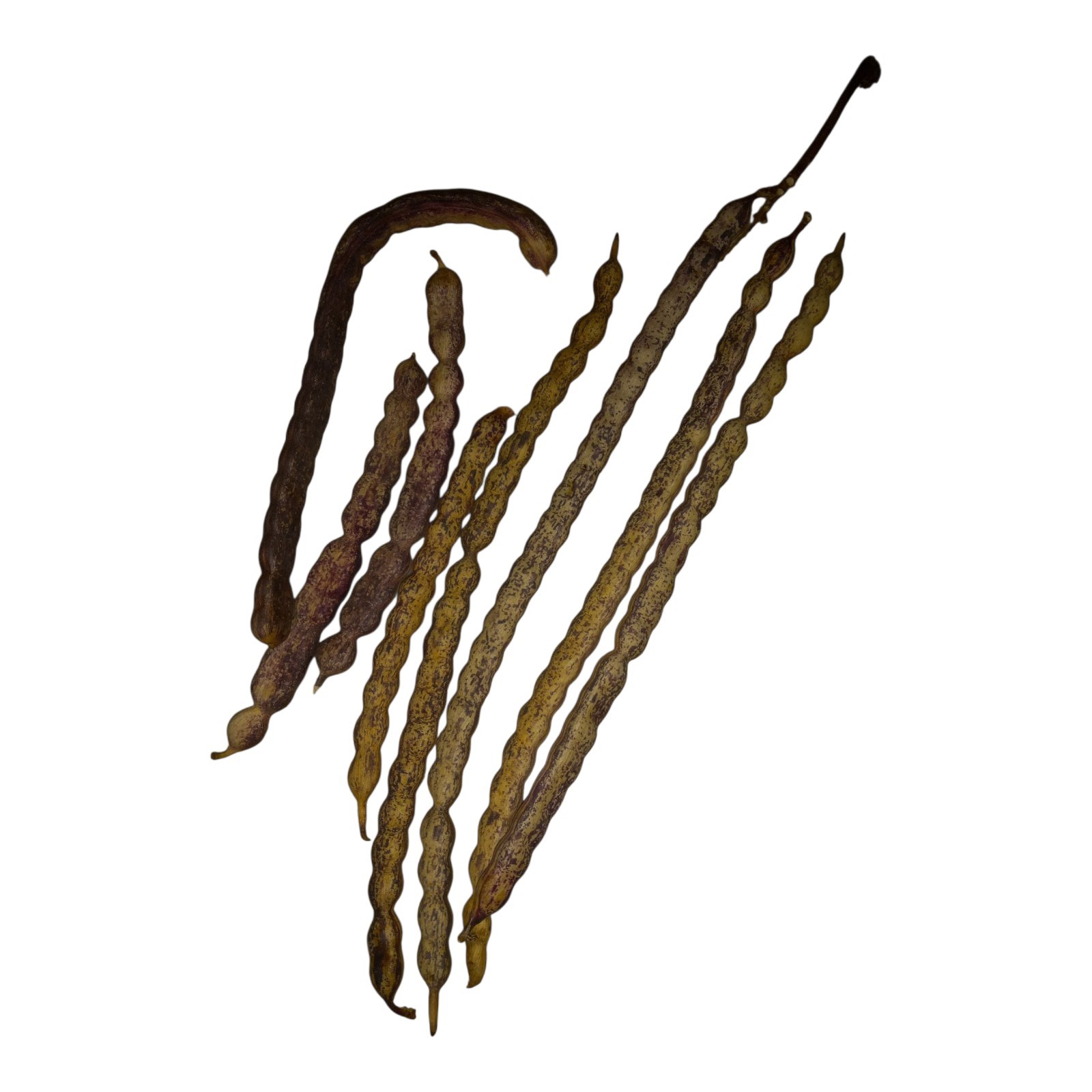 8 Mesquite Seed Pods Drought Tolerant 100%Natural Out Of The NEW MEXICANDesert
