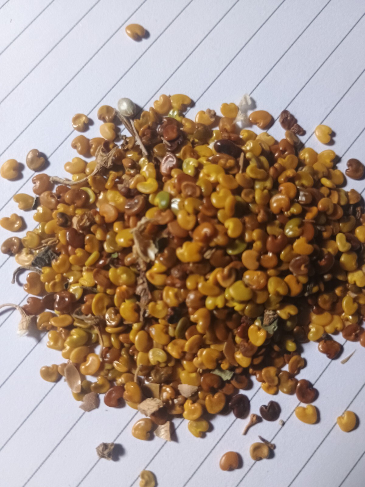 chipilin seeds 1,200 seeds
