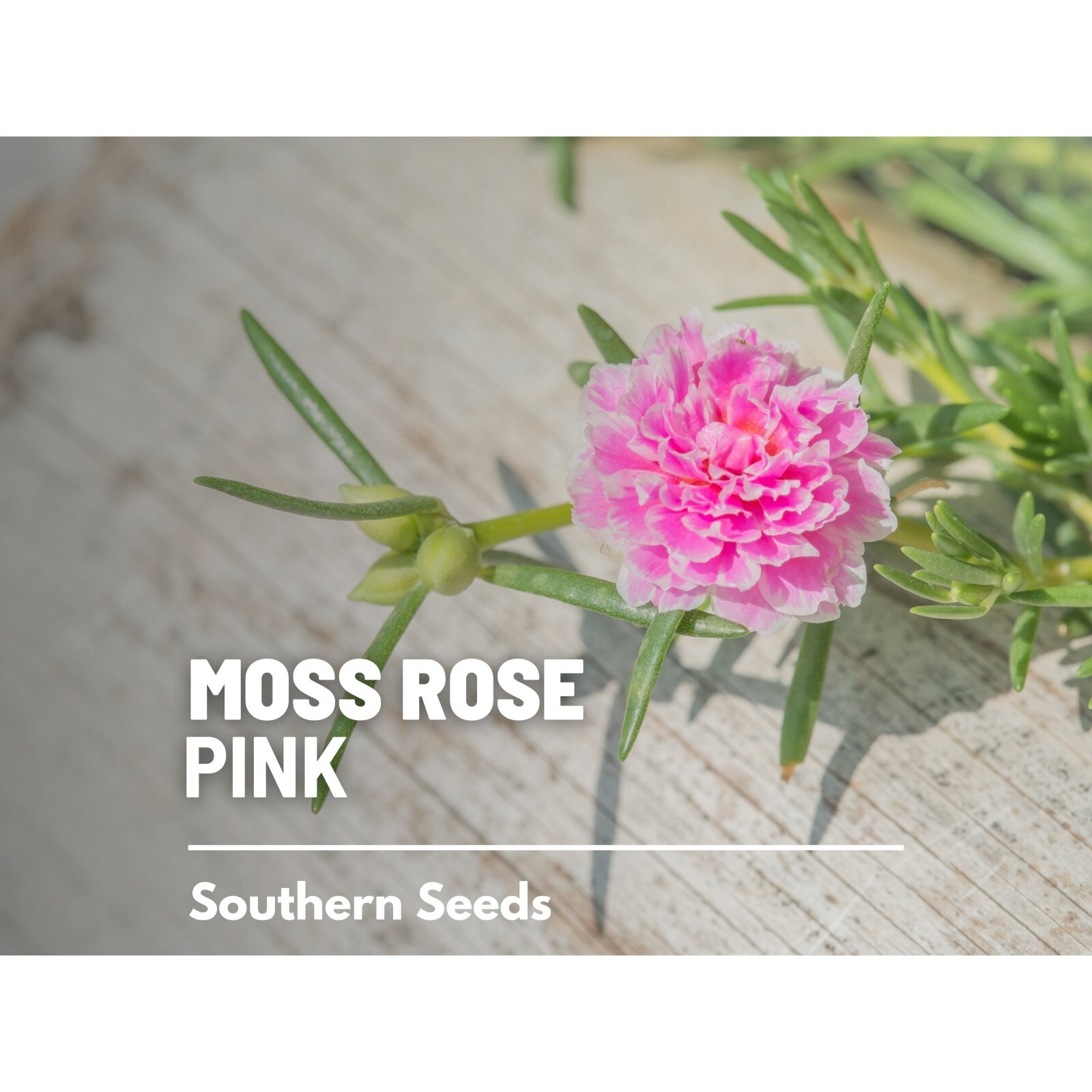 Moss Rose, Pink – 250 Seeds – Heirloom Succulent (Portulaca grandiflora)