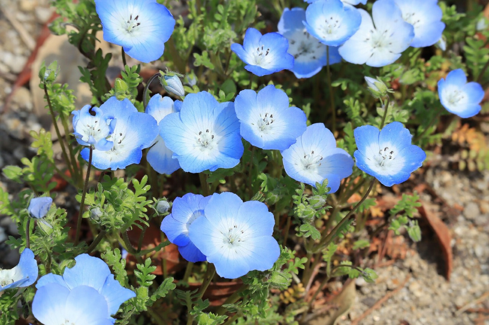 250 Baby Blue Eyes Seeds (Nemophila Menziesii) | LOW GROUND COVER FLOWERS, BLUE