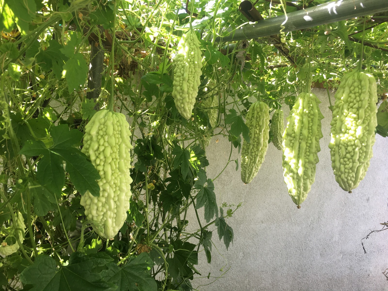 10 White Skin Bitter Gourd Seeds Bitter melon Seed Ku Gua Seeds Asian Vegies USA