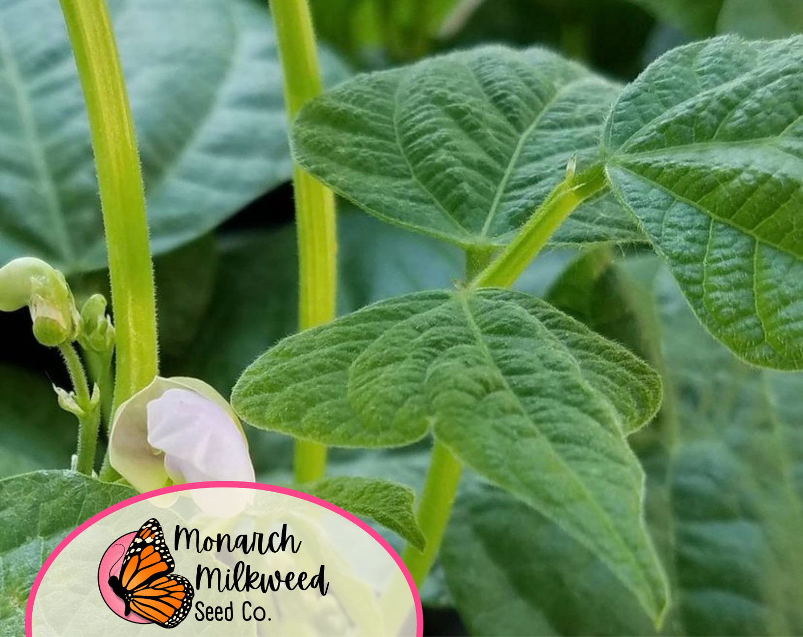 30+ Bush Bean Seeds ‘Harvester’ | Heirloom, Non-GMO, Vegetable Gardening Seed