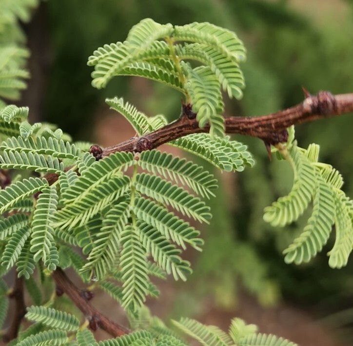 Twisted Acacia Huisachillo Tree Seeds, Acacia Schaffneri (20 Seeds) Rare Item