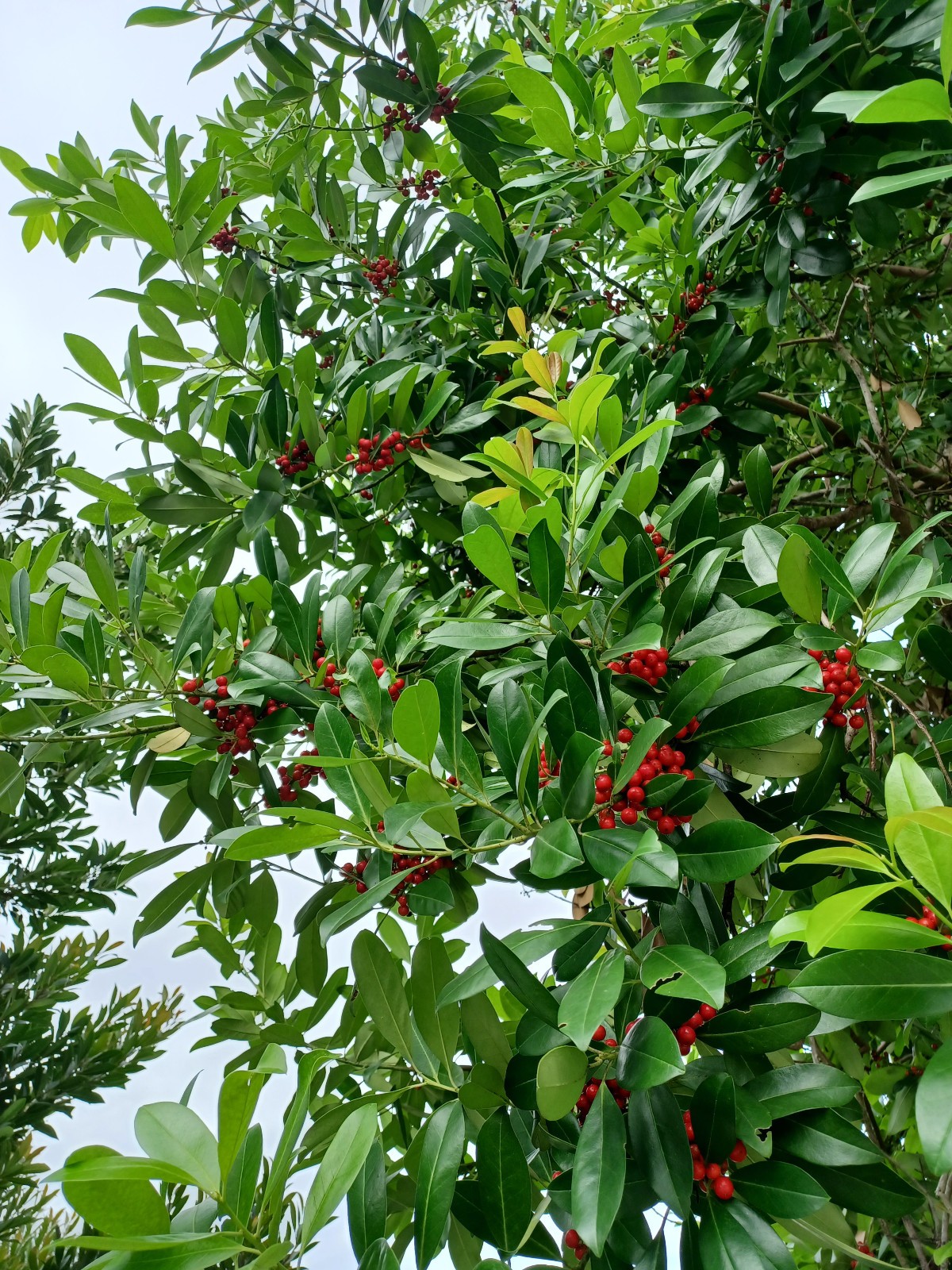 50 Dahoon Holly Seeds, Ilex cassine (Gathered 2025)