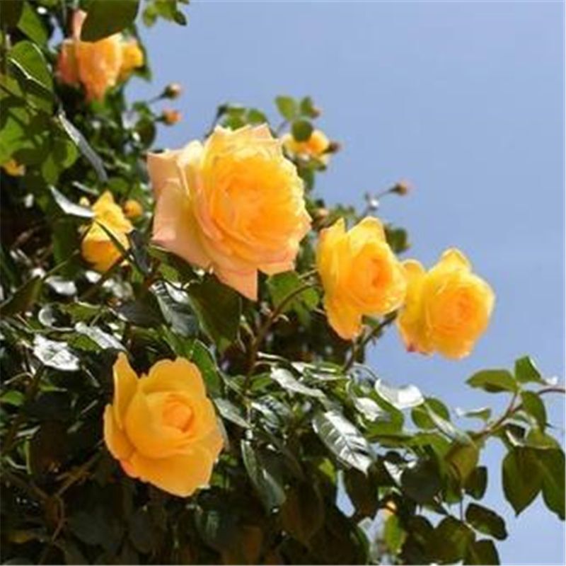(10) CLIMBER ROSE SEEDS perennial flower garden climbing plant USA SELLER TRACK