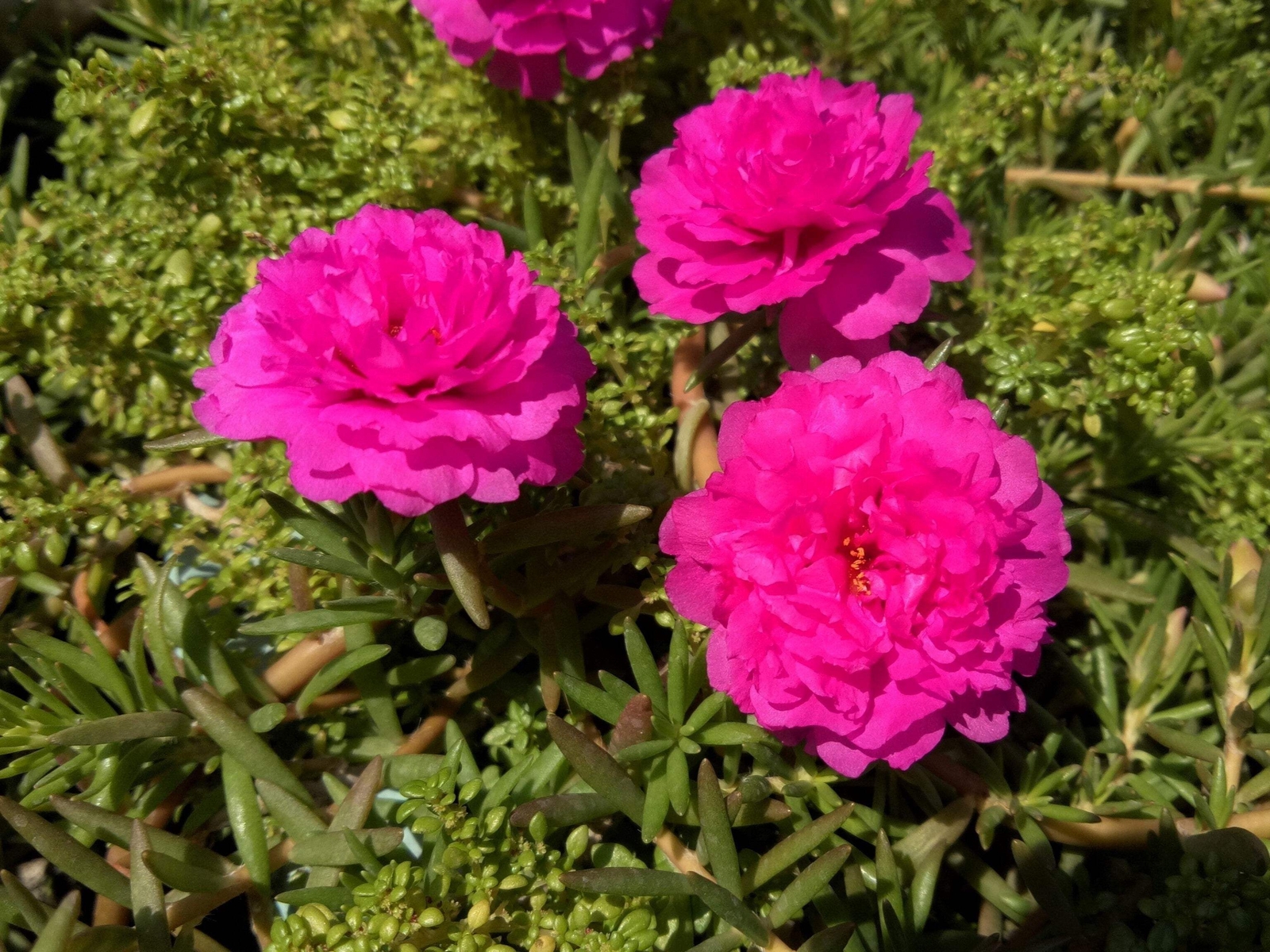 100 Mixed Colors PORTULACA MOSS ROSE Flower Seeds