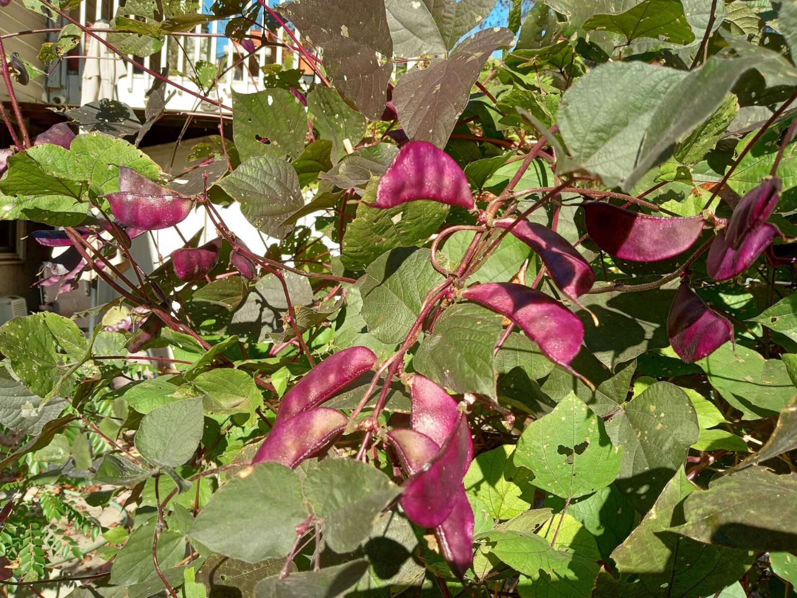 20 Purple Hyacinth Bean Seeds(Lablab purpureus) Grown In USA.