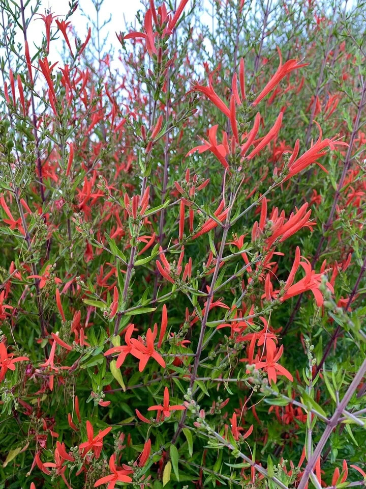 Anisacanthus Quadrifidus, Flame Acanthus, Wrightii – 20 Seeds 2024 – USA