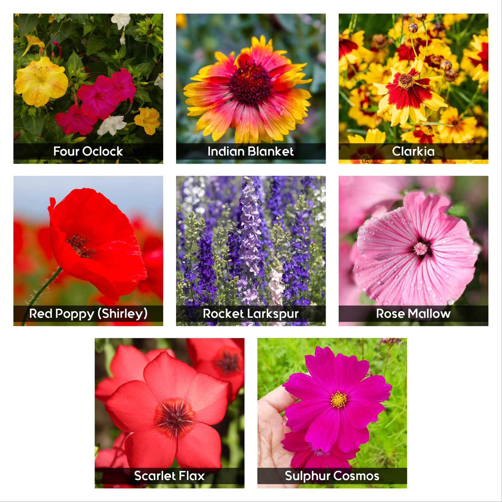 85,000 Wildflower Seeds, 35 Varietiey Wild Flowers Bulk Flower Seeds – 2 Ounces