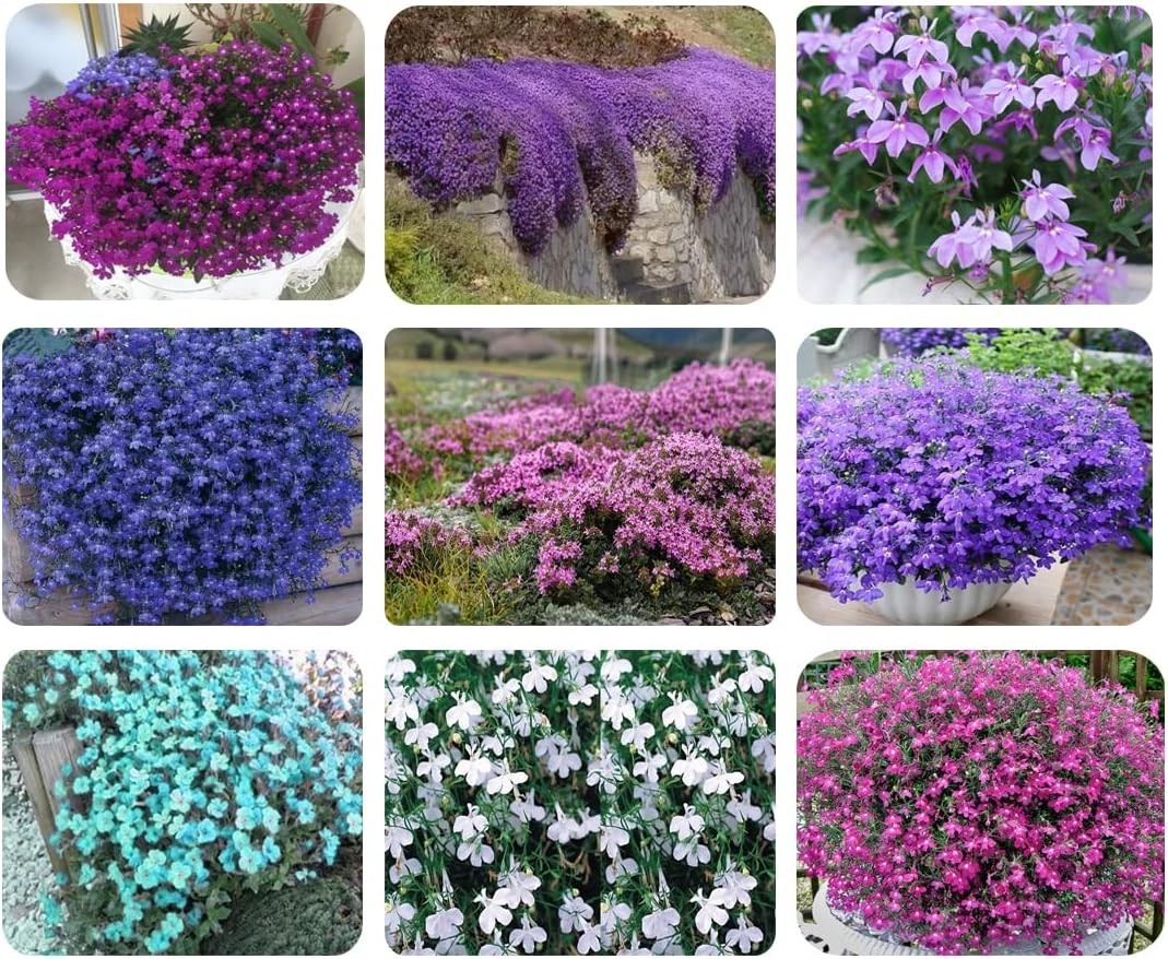 Attract Pollinators with 1000+ Mixed Creeping Thyme Seeds for Easy Planting