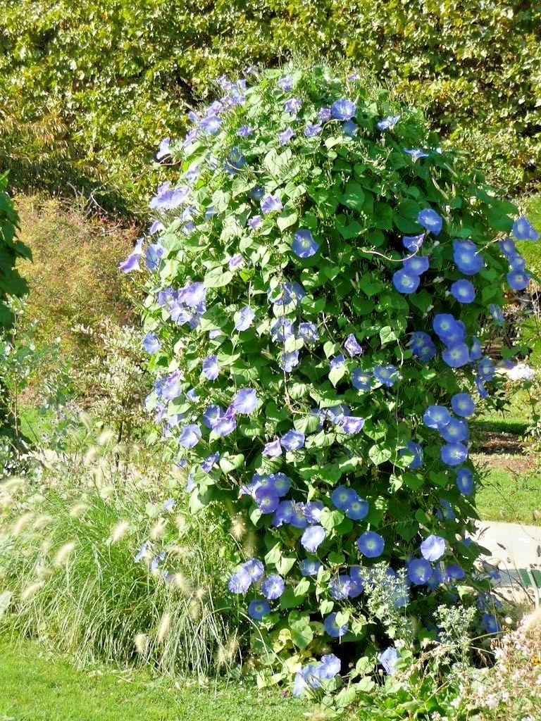 40+Blue MORNING GLORY Flower Seeds Climbing Flowering Vine Container Pollinators