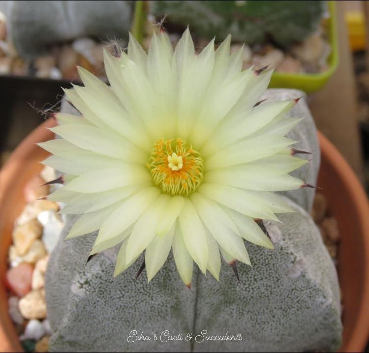 Seed- Astrophytum myriostigma f. quadricostatum 25+ seeds (new 2026)
