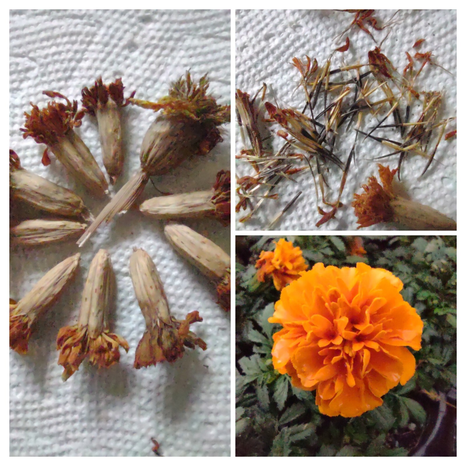 French Marigold Mix Flower Seeds, 100 Seeds, Tagetes Patula, Seed,Free Shipping