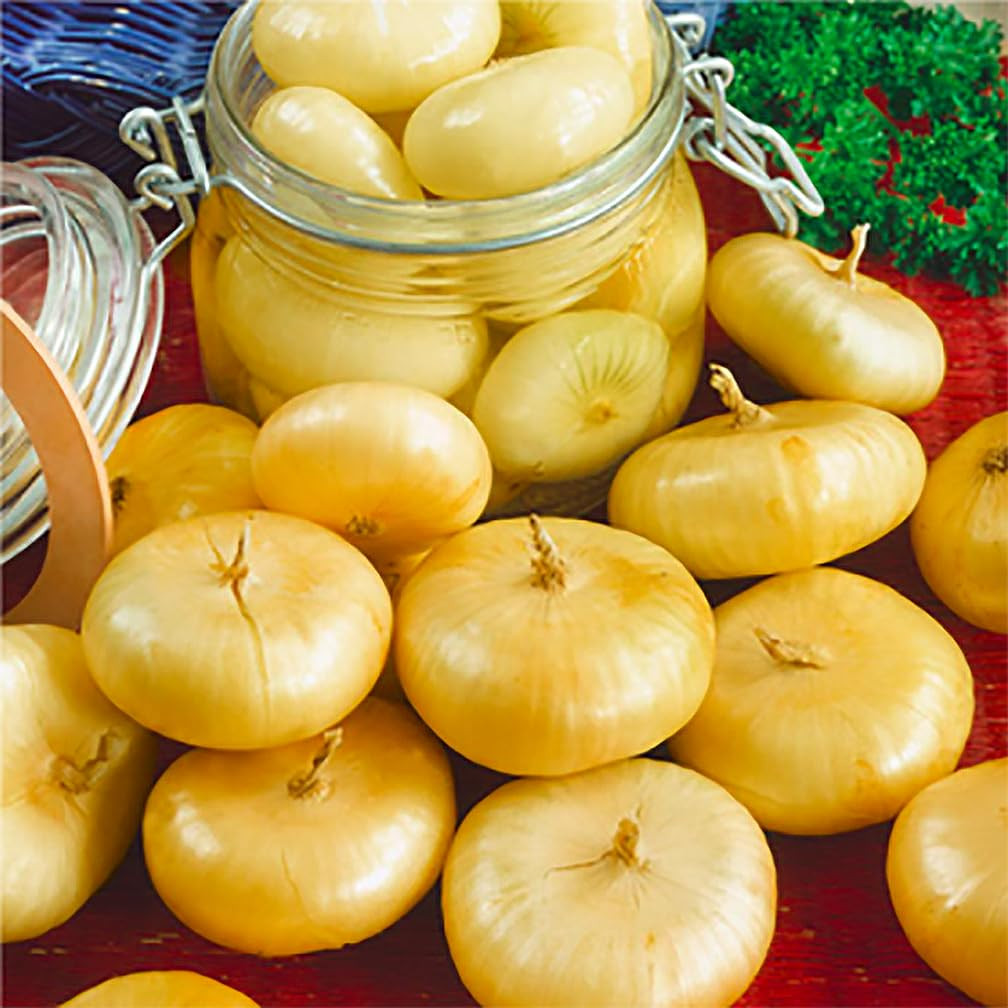 Cipollini Yellow Onion – Coin Shaped Sweet Onion – 400 Seeds