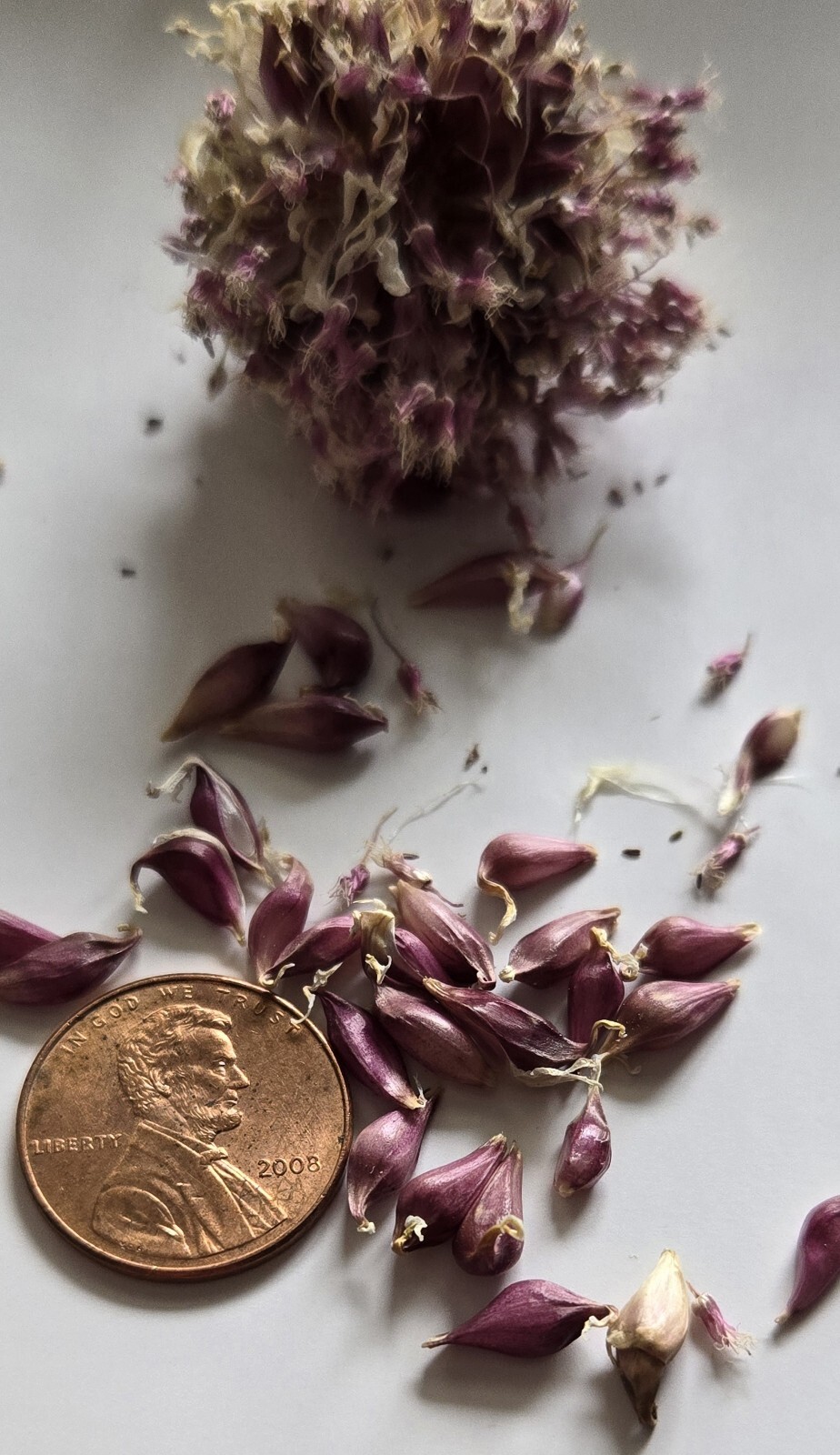 Organic Home Grown Italian Purple Garlic Bulbils (NOT BULBS) For Plant 200 Pcs