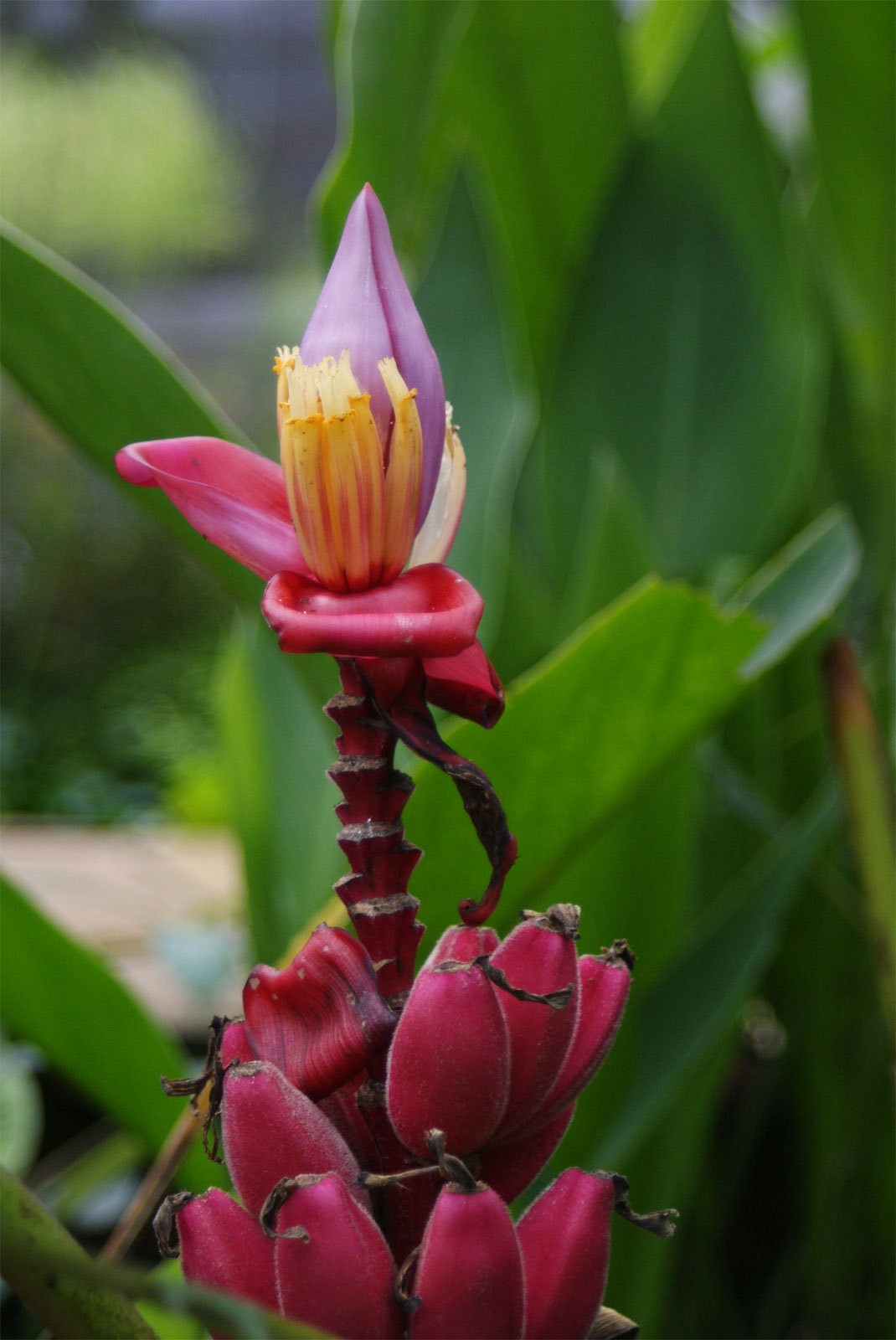 Musa velutina | Hairy Pink Banana | 10_Seeds