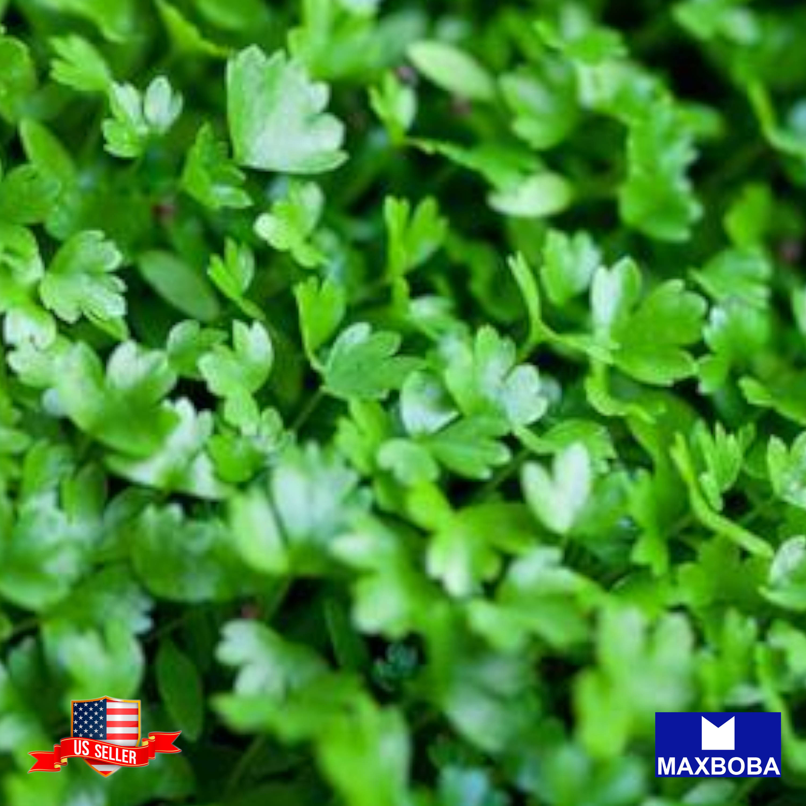 Celery Microgreens Seeds Non-GMO Heirloom