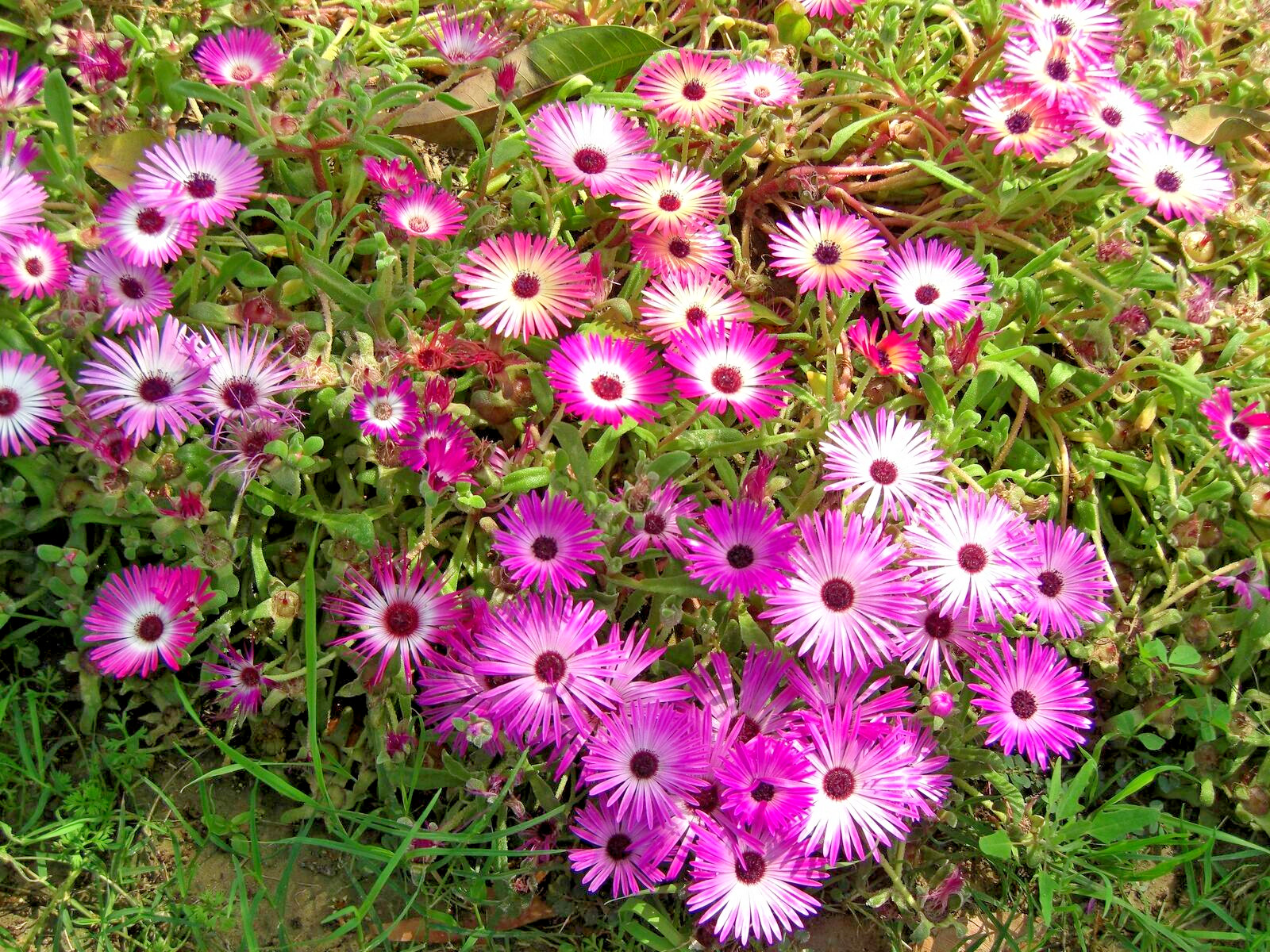 1000 ICE PLANT Seeds (Dorotheanthus bellidiformis) Annual Flowering Succulent