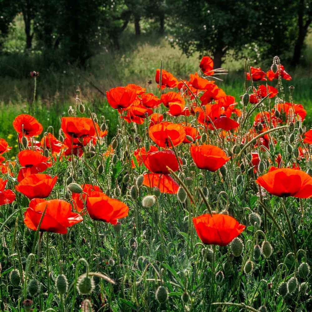 Poppy- Double Shirley – Red – 250+ Seeds