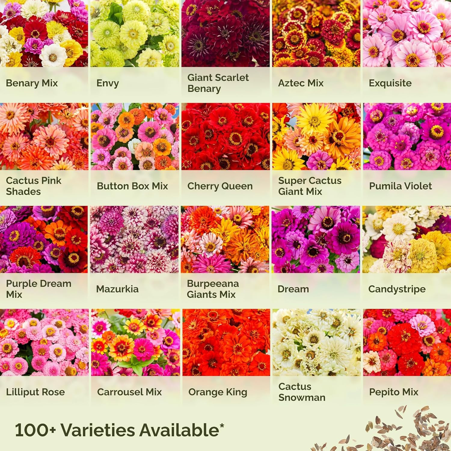 Zinnia Seeds – Dahlia Flowered Mix, Non-Gmo Seeds for Planting, 1/4 Lb | Low-Mai