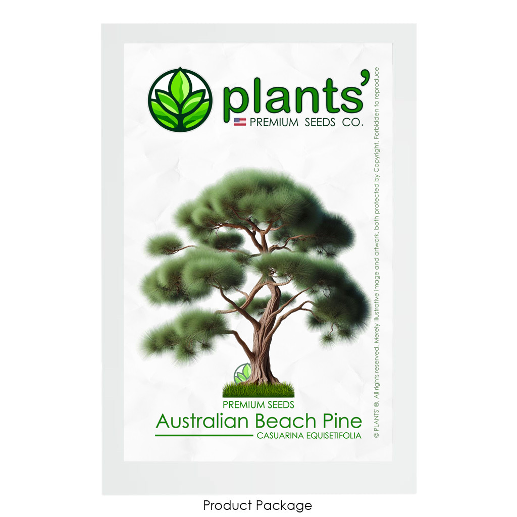 Australian Beach Pine Tree | Premium Seeds | Casuarina equisetifolia | Plants’®