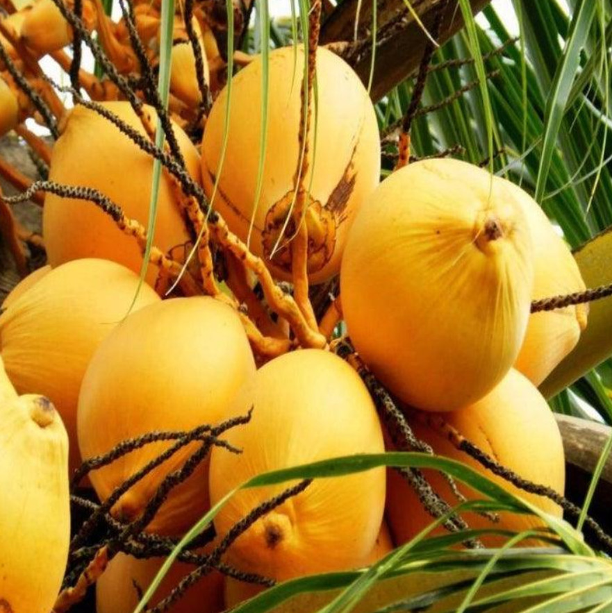 🥥 Set of 2 Dwarf Yellow Malayan Coconut Seeds – Tropical Edible Palm–Unsprouted