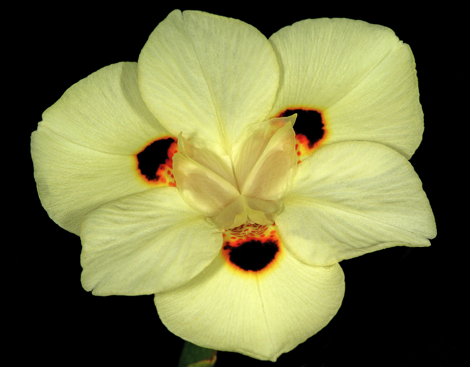 20 YELLOW AFRICAN IRIS Fortnight Lily Dietes Bicolor Butterfly Flag Flower Seeds