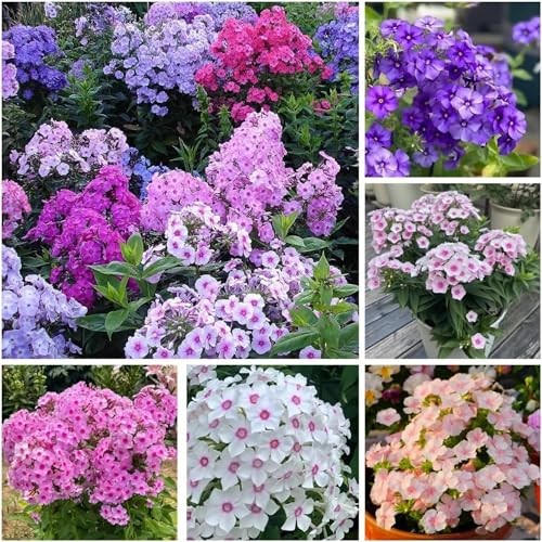 1800+ Mixed Creeping Phlox Seeds for Planting – Annual Phlox Seeds Perennial